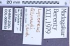 Etiketten zu Lycoreus alluaudi (Candèze, 1900) (NHMW-ZOO-COL-0008193)